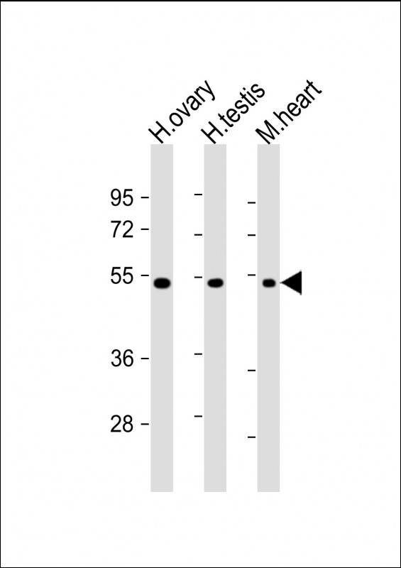Mouse Monoclonal Antibody to VEGF3