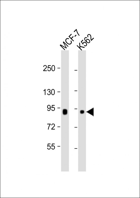 Mouse Monoclonal Antibody to BRAF