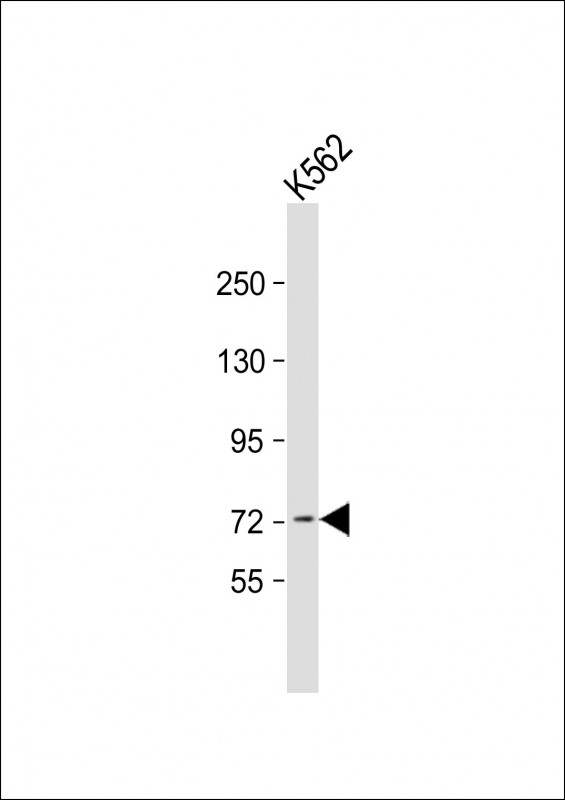 Mouse Monoclonal Antibody to ACOX1