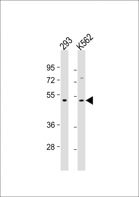 Mouse Monoclonal Antibody to TGFB2