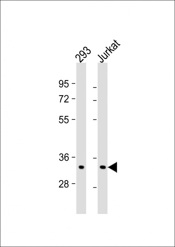 Mouse Monoclonal Antibody to ELAVL1