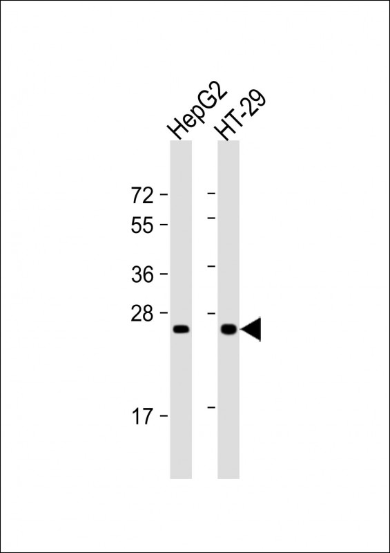 Mouse Monoclonal Antibody to Glucagon