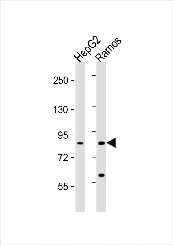 Mouse Monoclonal Antibody to HGF