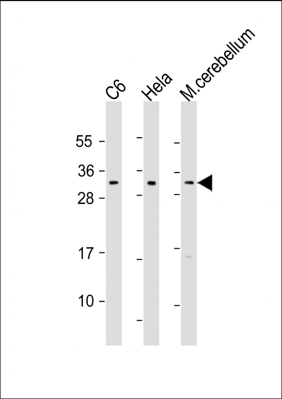 Mouse Monoclonal Antibody to Rat PIp1