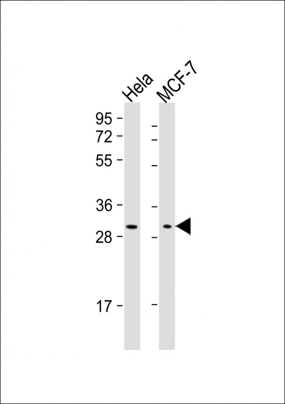 Mouse Monoclonal Antibody to RAB20