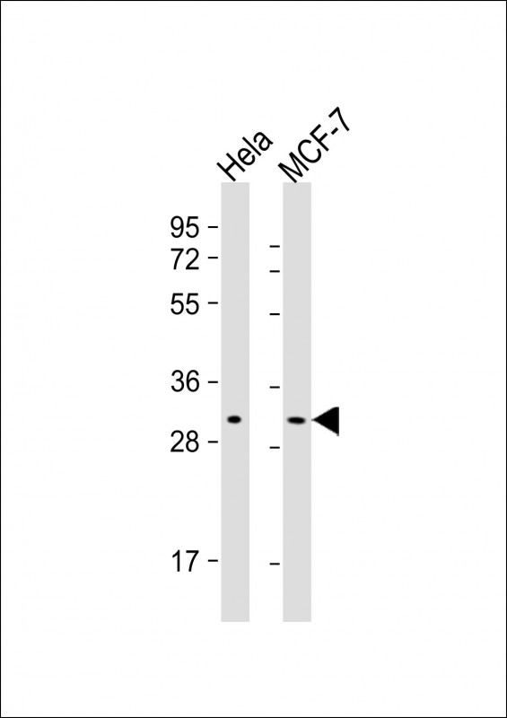 Mouse Monoclonal Antibody to RAB20