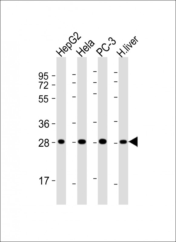 Mouse Monoclonal Antibody to PSMA5