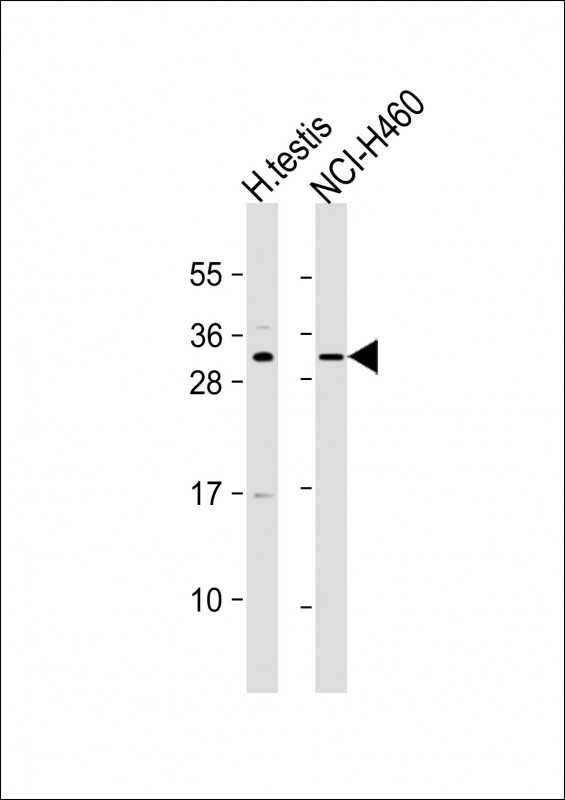 Rabbit Polyclonal Antibody to C2orf51