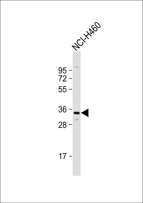 Rabbit Polyclonal Antibody to OR2Z1 (N-term)