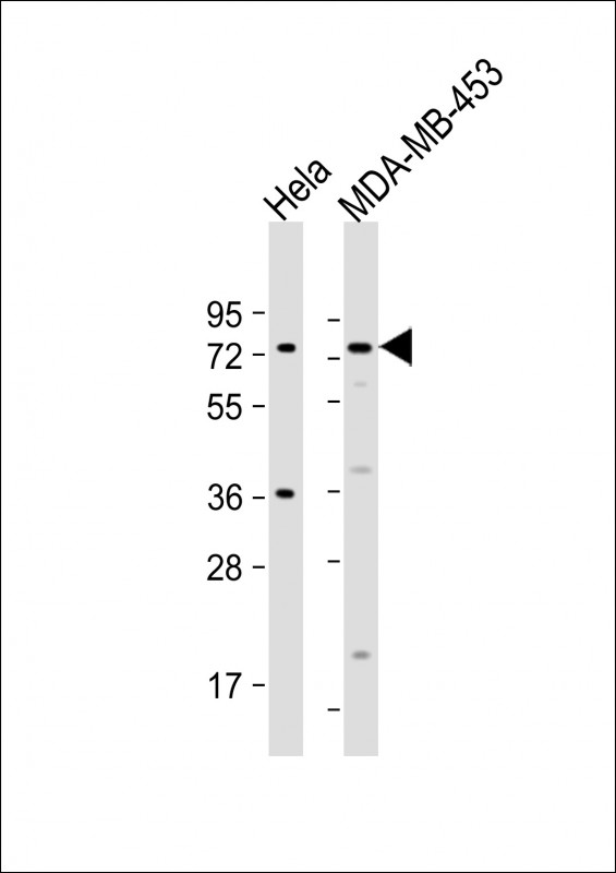 Rabbit Polyclonal Antibody to CCDC81