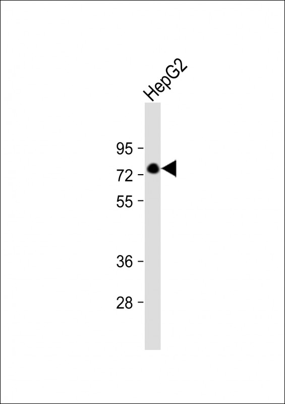 Rabbit Polyclonal Antibody to KHSRP
