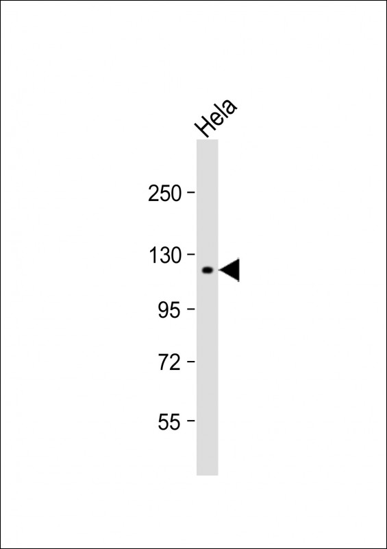 Rabbit Polyclonal Antibody to SNX13