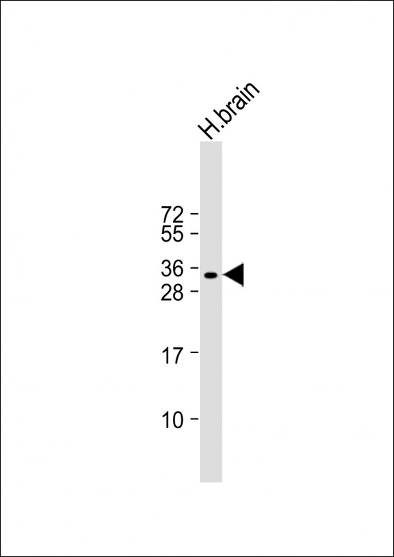 Rabbit Polyclonal Antibody to SOX15