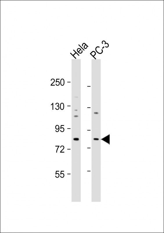 Rabbit Polyclonal Antibody to KCTD3