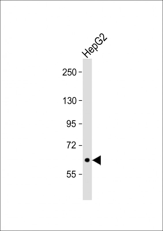 Rabbit Polyclonal Antibody to SIGLEC11 (N-term)