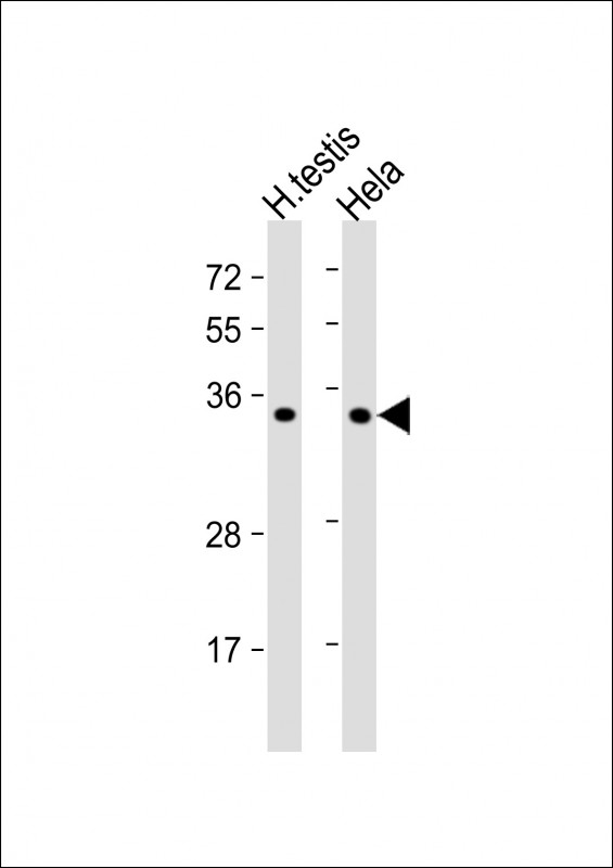 Rabbit Polyclonal Antibody to BOLL (N-term)