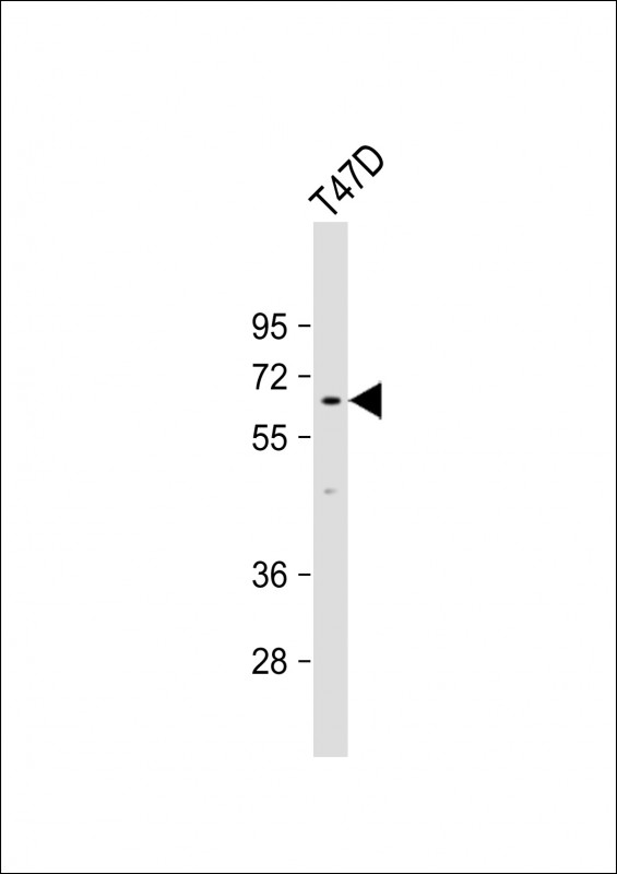 Rabbit Polyclonal Antibody to LCORL