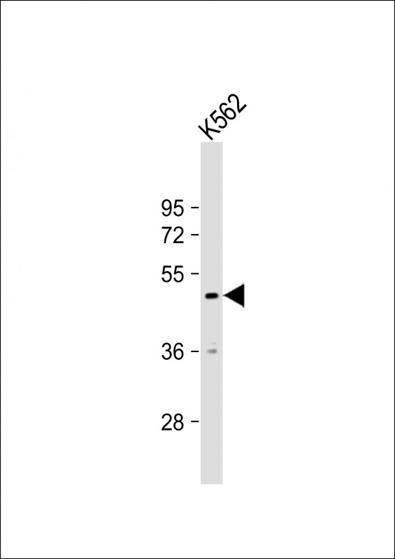 Rabbit Polyclonal Antibody to RNF133