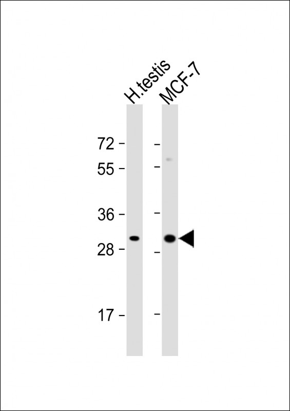 Rabbit Polyclonal Antibody to OR4M2