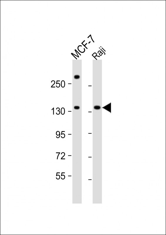 Rabbit Polyclonal Antibody to BARON