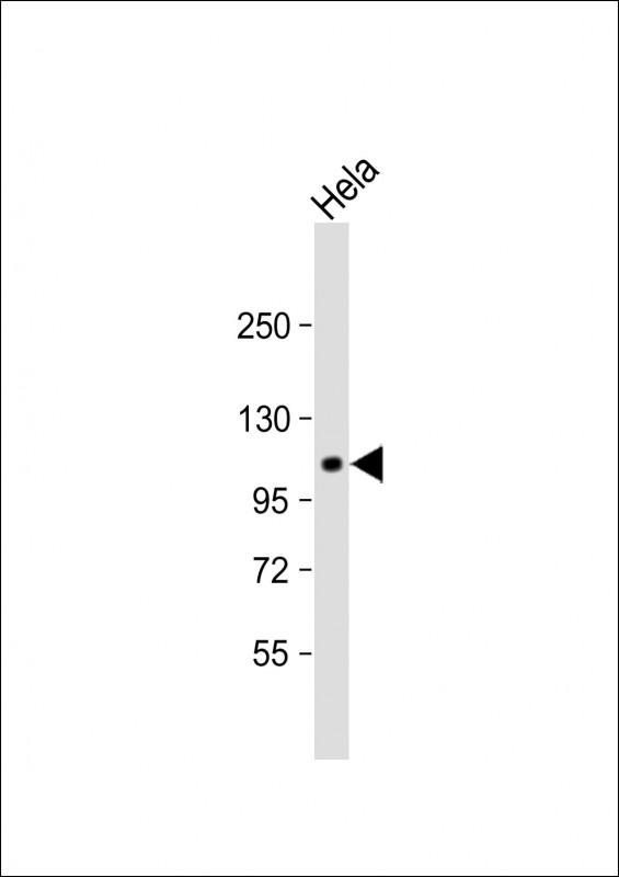 Rabbit Polyclonal Antibody to GPR115