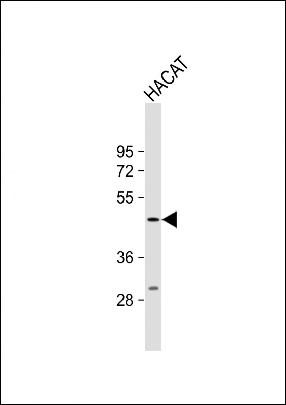 Rabbit Polyclonal Antibody to PGLYRP4