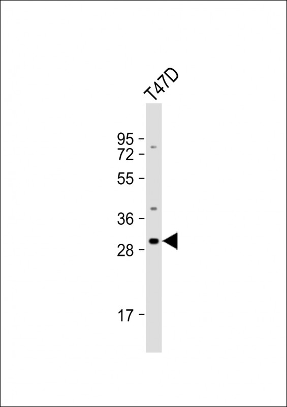Rabbit Polyclonal Antibody to OR10T2
