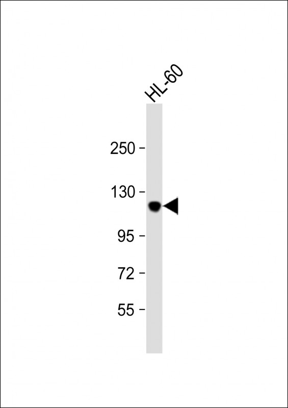 Rabbit Polyclonal Antibody to Leo1-S151 (N-term)