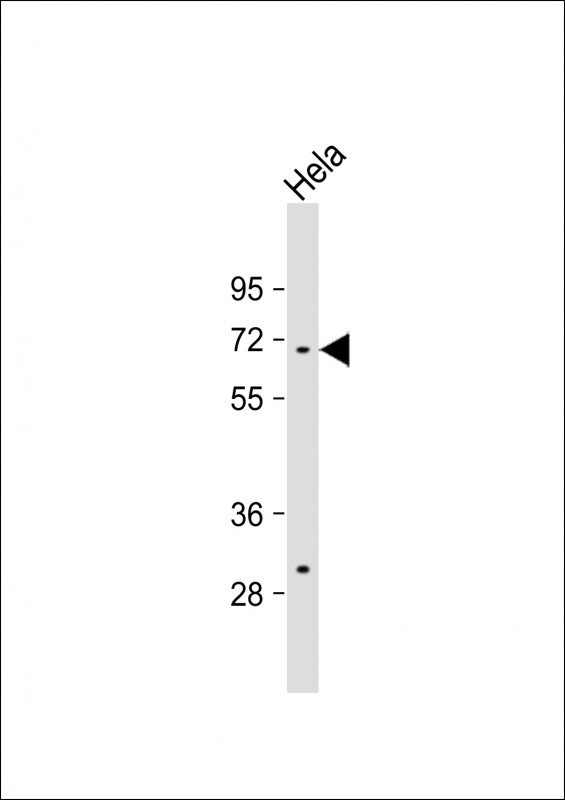 Rabbit Polyclonal Antibody to TAF1B