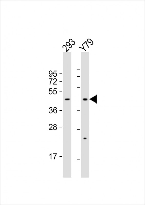 Rabbit Polyclonal Antibody to OLFM3 (N-term)
