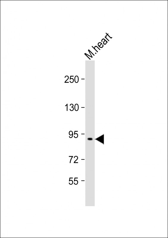 Rabbit Polyclonal Antibody to MOUSE Bcar1