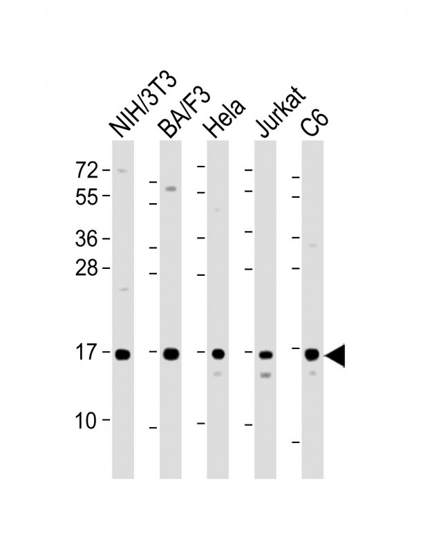Rabbit Polyclonal Antibody to COXIV