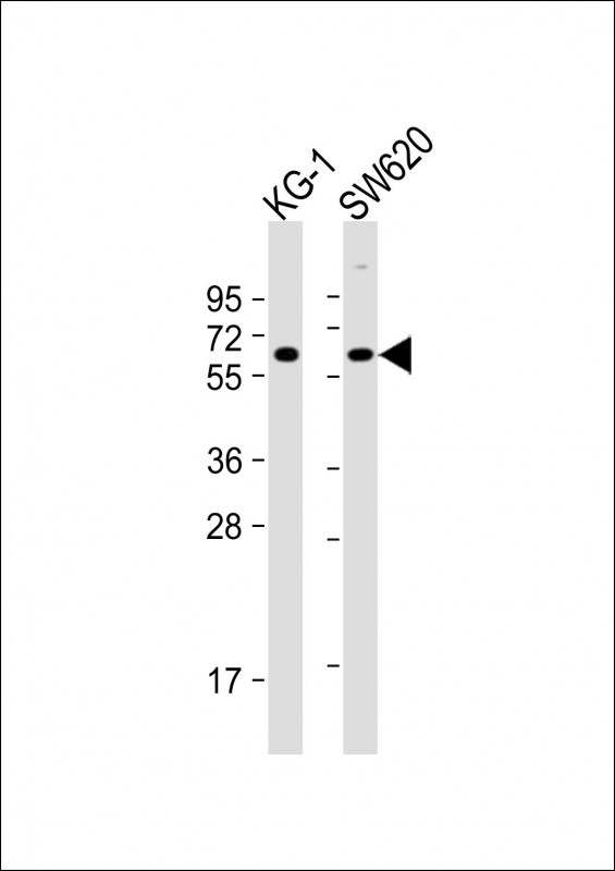 Rabbit Polyclonal Antibody to CHRM3