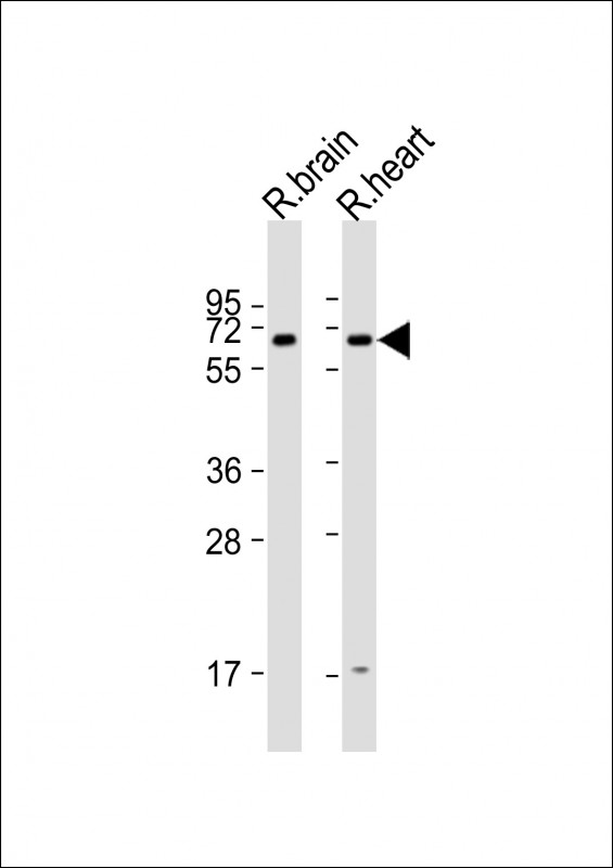 Rabbit Polyclonal Antibody to Arhgef9