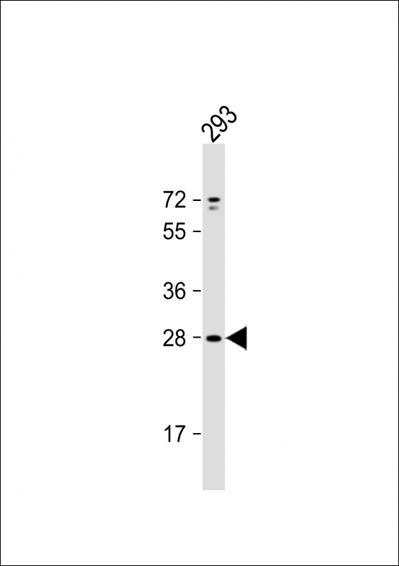 Rabbit Polyclonal Antibody to UNC50 (N-term)