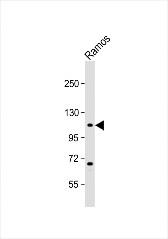 Rabbit Polyclonal Antibody to GNAS