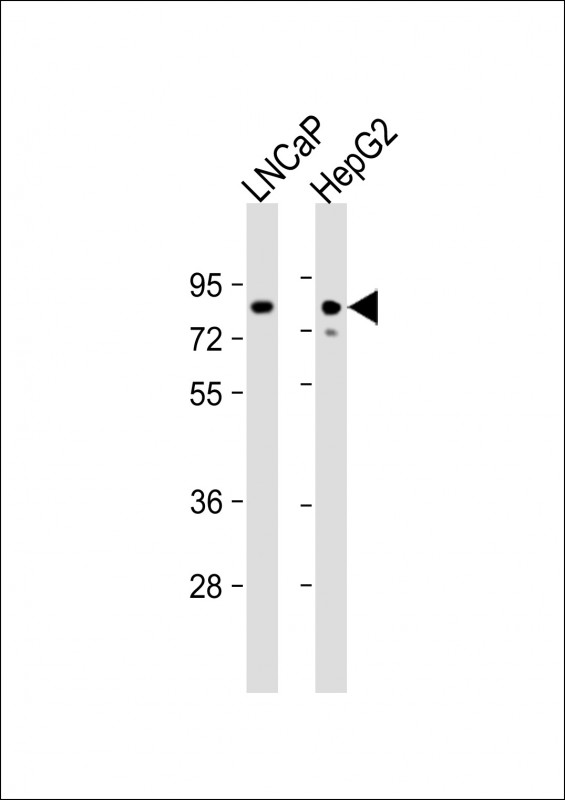 Rabbit Polyclonal Antibody to KHSRP (N-term)