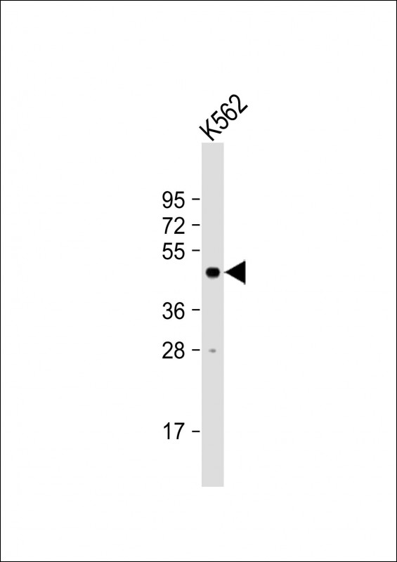 Rabbit Polyclonal Antibody to LUC7L
