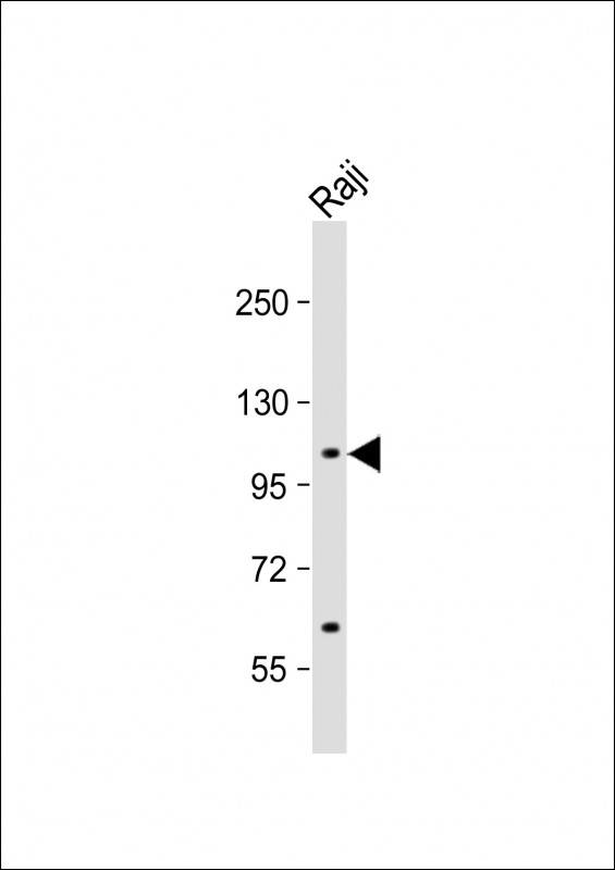 Rabbit Polyclonal Antibody to MAP4K1 (S368)