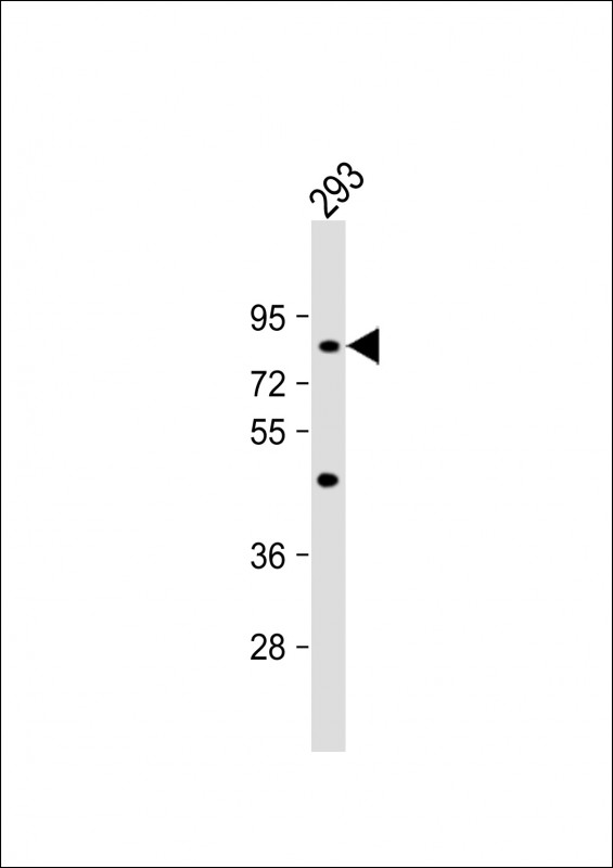 Rabbit Polyclonal Antibody to C21orf29