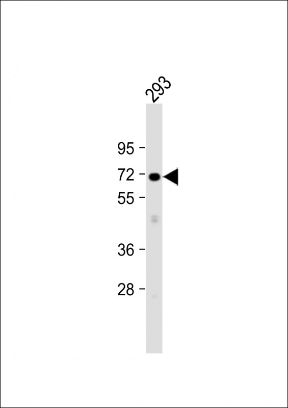 Rabbit Polyclonal Antibody to PLCZ1 (N-term)