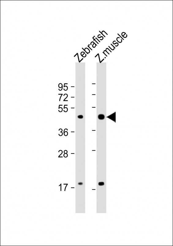 Rabbit Polyclonal Antibody to DANRE atf4