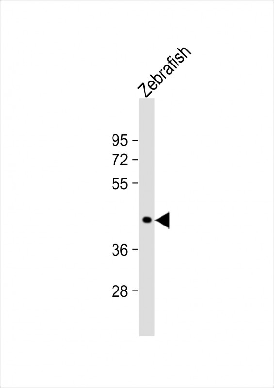 Rabbit Polyclonal Antibody to DANRE hoxa1a