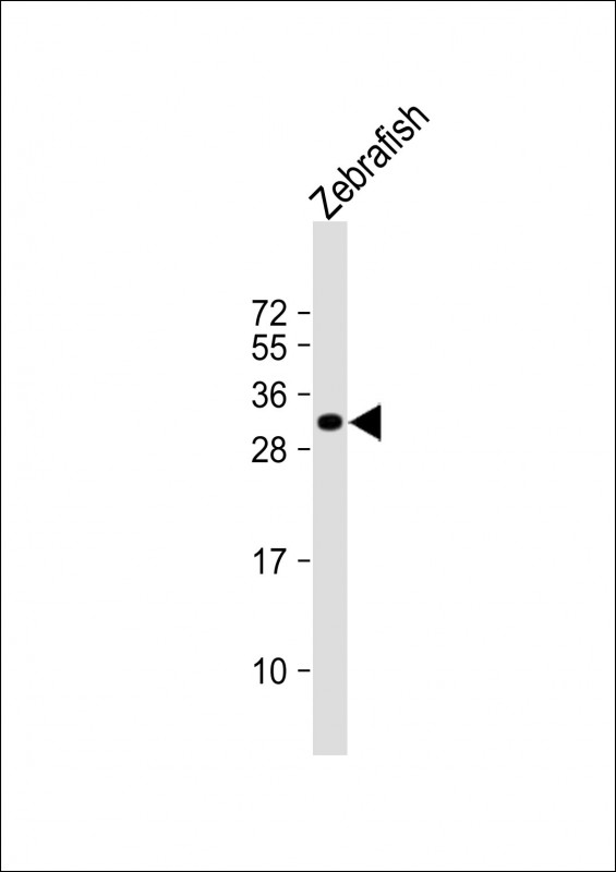 Rabbit Polyclonal Antibody to DANRE hoxb8b