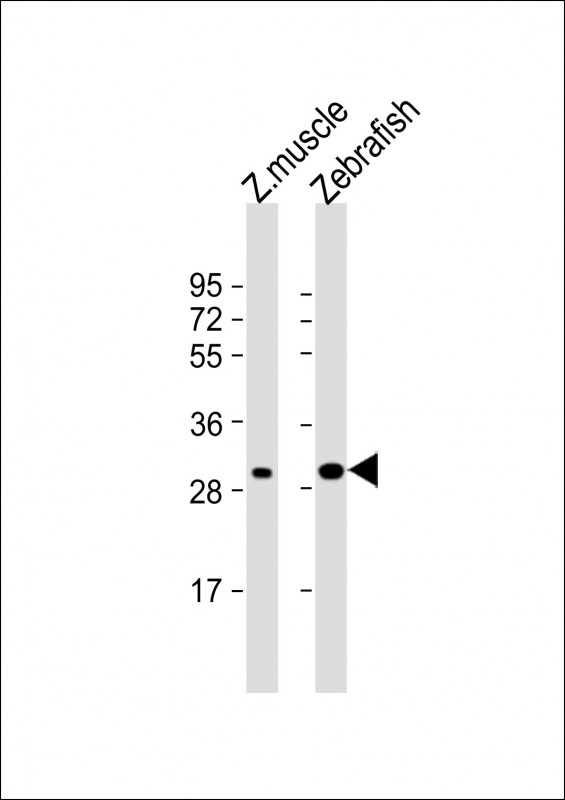 Rabbit Polyclonal Antibody to DANRE hoxc9a