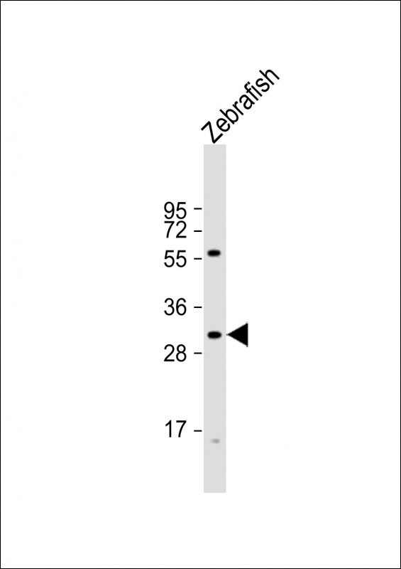Rabbit Polyclonal Antibody to DANRE hoxd11a