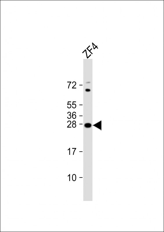 Rabbit Polyclonal Antibody to DANRE ywhag1