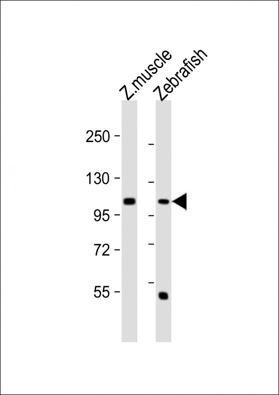 Rabbit Polyclonal Antibody to DANRE heg