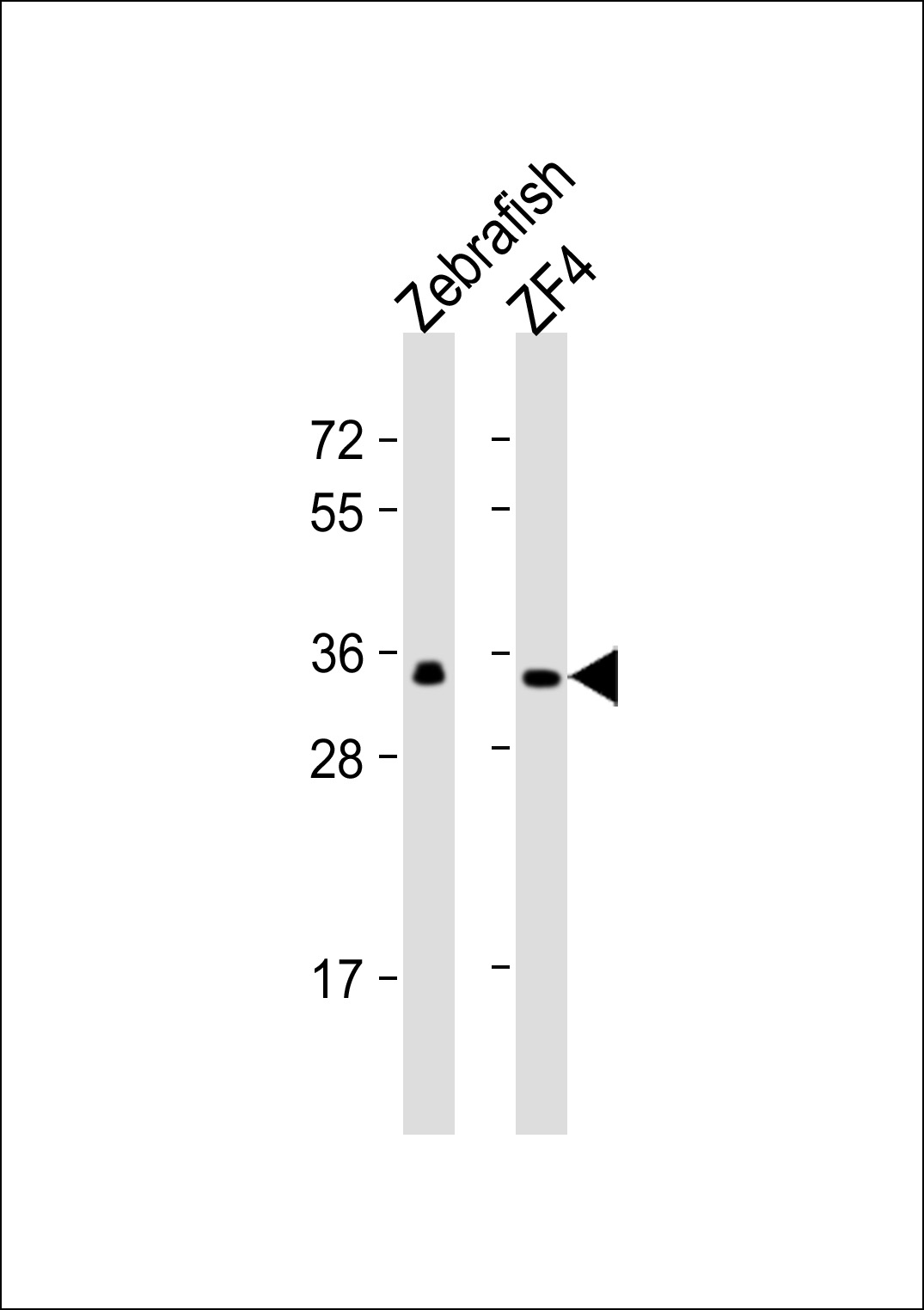 Rabbit Polyclonal Antibody to DANRE gnb1 (N-term)