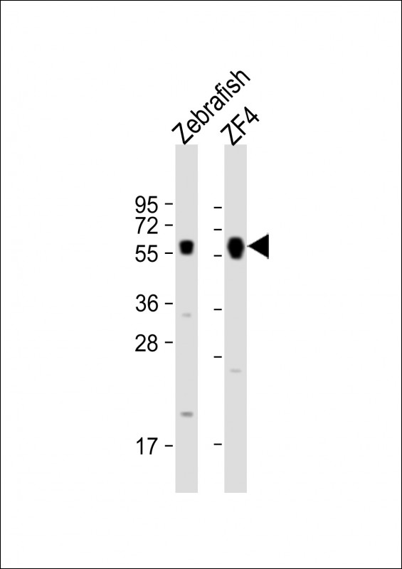 Rabbit Polyclonal Antibody to DANRE foxh1